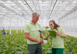 Teelt opkweek van vruchtgewassen