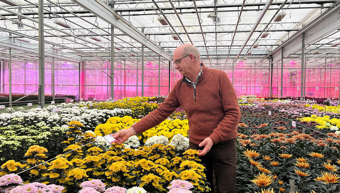 Medewerker Ard Doelman tussen de chrysanten.
