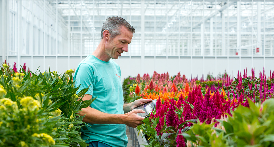 medewerker-breeding Werknemer in de kas met een ipad tussen de gekleurde planten.