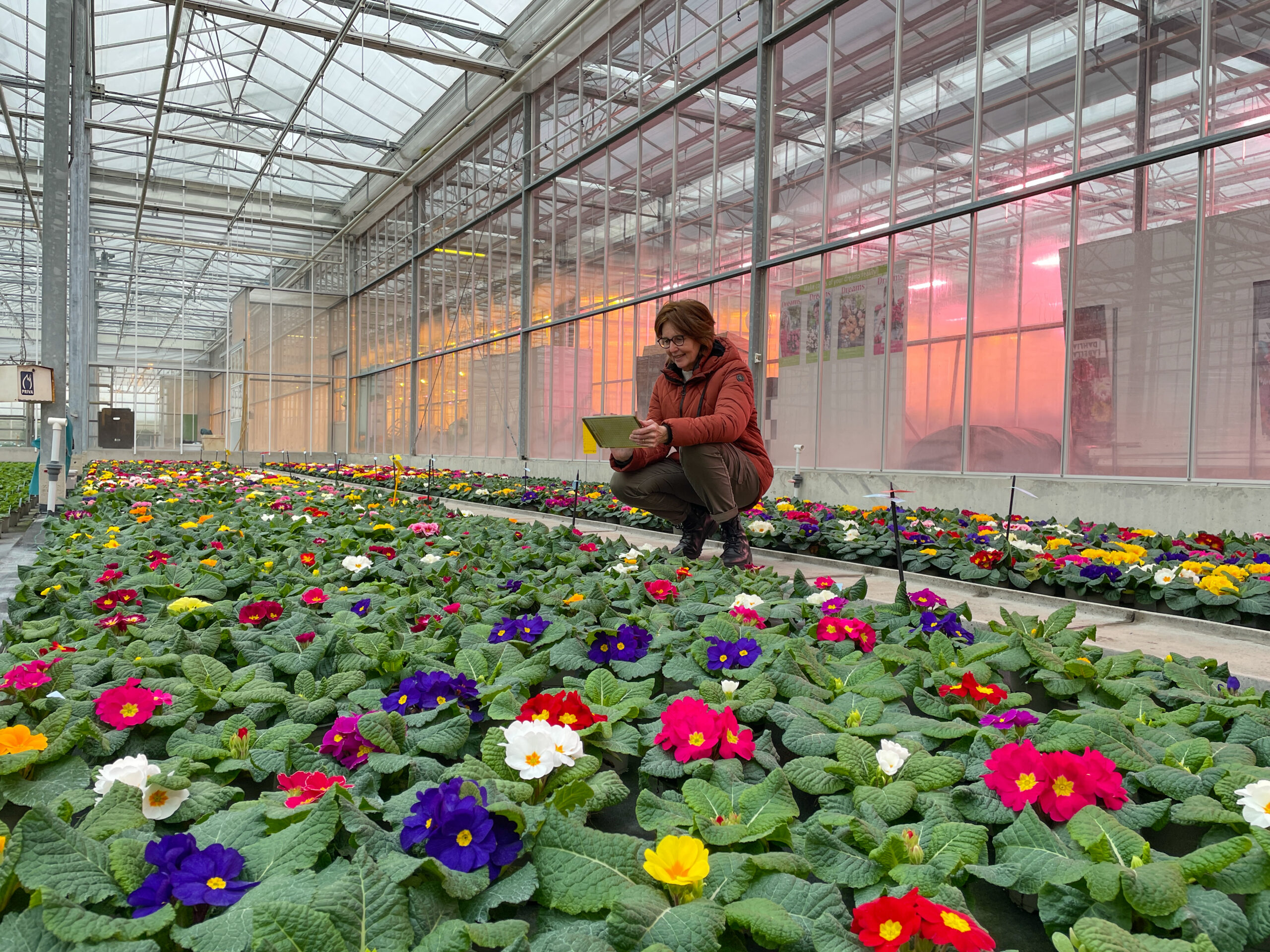 Henriëtte Veth in de kas met primula's.