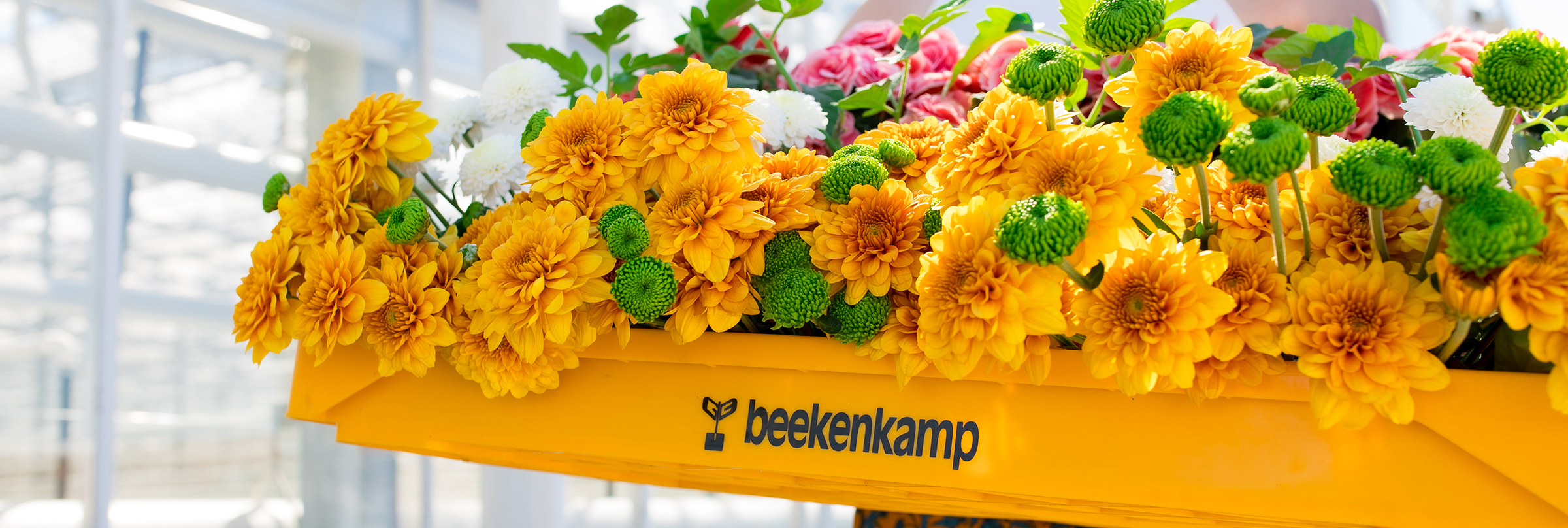 beekenkamp-krat