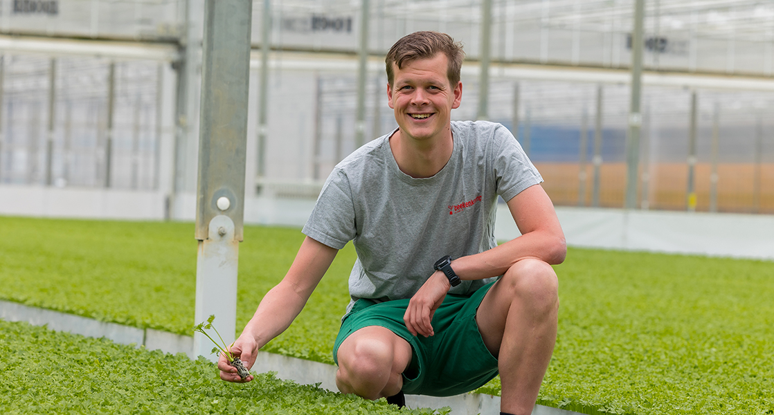 Teeltspecialist Koolplanten Lutjebroek